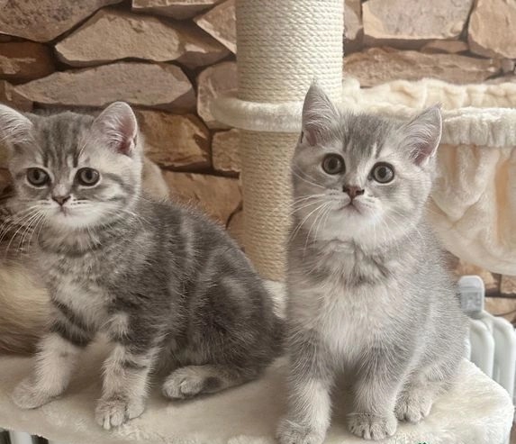 Foto affettuosi gattini british shorthair