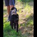 Foto AGOR SHAR PEI IN ADOZIONE