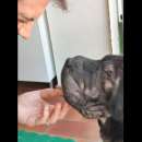Foto AGOR SHAR PEI IN ADOZIONE