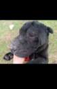 Foto AGOR SHAR PEI IN ADOZIONE Foto AGOR SHAR PEI IN ADOZIONE