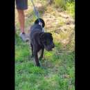Foto AGOR SHAR PEI IN ADOZIONE