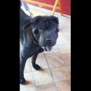 Foto AGOR SHAR PEI IN ADOZIONE Foto AGOR SHAR PEI IN ADOZIONE