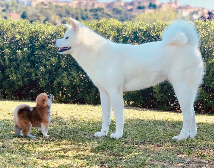 Foto akita inu 