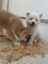 Foto Akita Inu,con pedigree ENCI