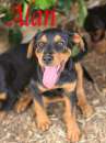 Foto ALAN, cagnolino in adozione!