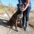 Foto Alan incrocio corso in canile