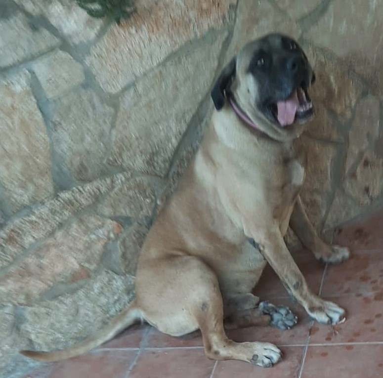 Foto ALDO, il gigante buono, che senza colpe verrà abbandonato