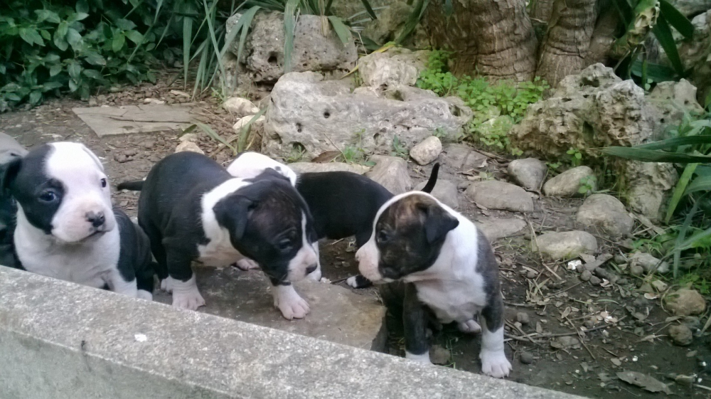 Foto Allevamento e Cuccioli Amstaff a Bari in Puglia