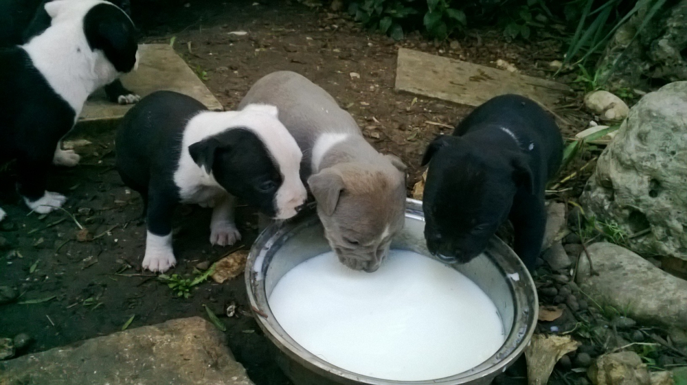 Foto Allevamento e Cuccioli Amstaff a Lecce