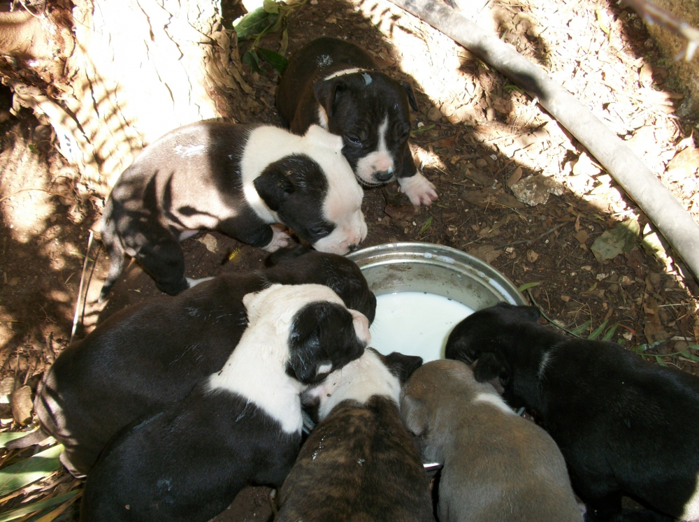 Foto Allevamento e Cuccioli Amstaff a Lecce in Puglia