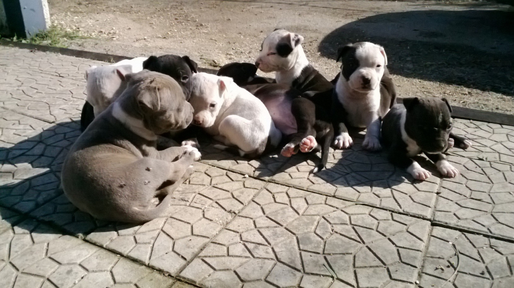 Foto Allevamento e Cuccioli Amstaff a Taranto