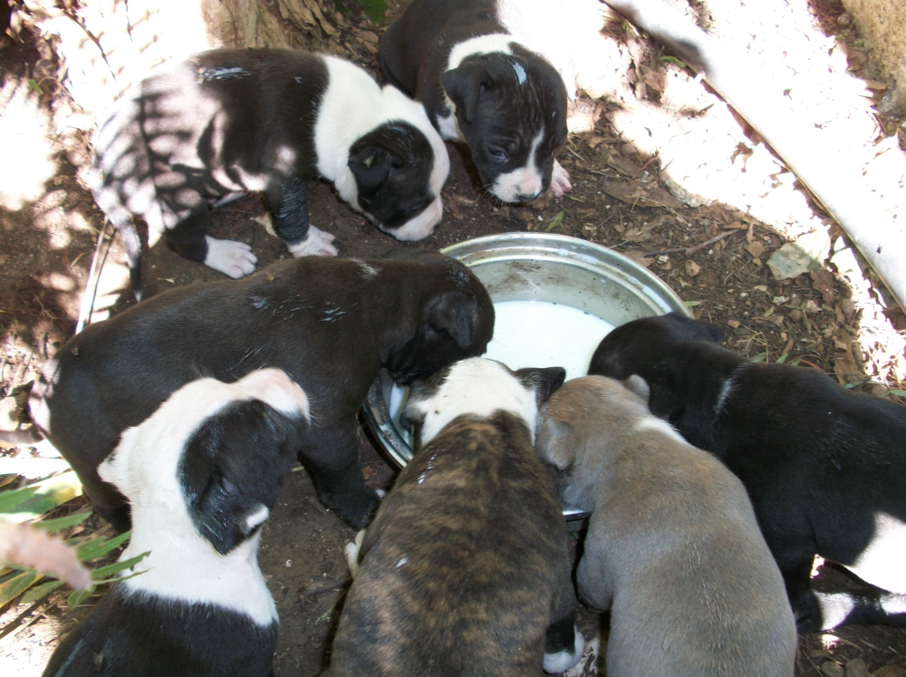 Foto Allevamento e Cuccioli Amstaff a Taranto in Puglia