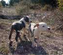 Foto Allevamento e cuccioli Amstaff pedigree ENCI in Basilicata