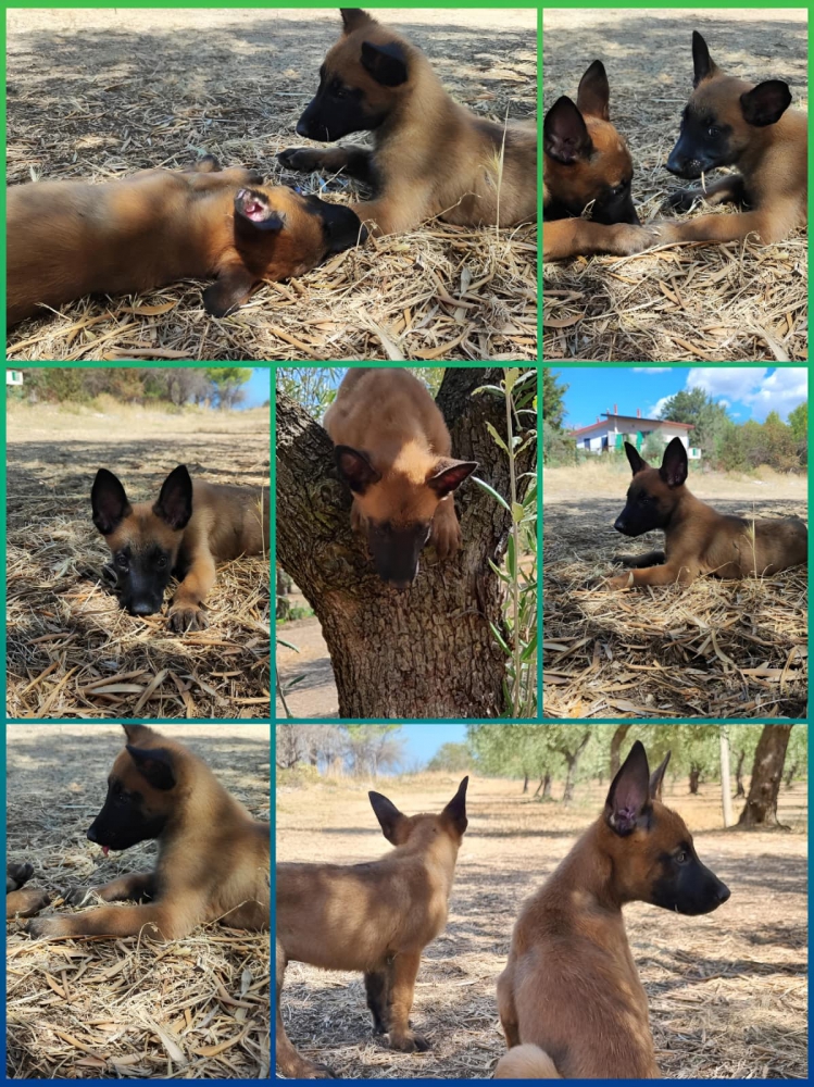 Foto Allevamento e cuccioli Pastore Belga Malinois in Basilicata Matera Potenza