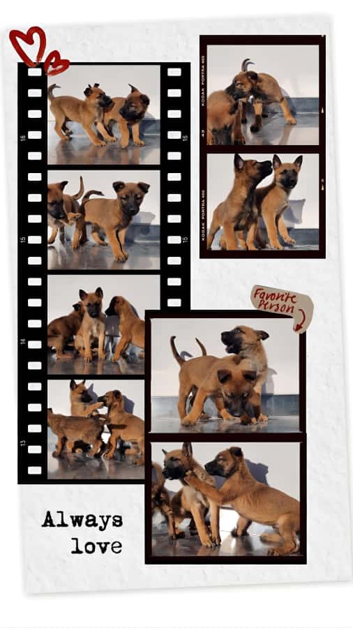 Foto Allevamento e cuccioli Pastore Belga Malinois in Calabria Cosenza Catanzaro Vibo Reggio Calabria