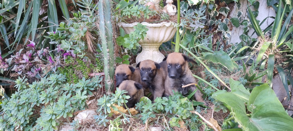 Foto Allevamento Pastore Belga Malinois zona Napoli Salerno Benevento Avellino Caserta Campania.