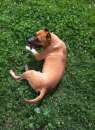 Foto ALVIN, stupendo Amstaff