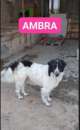 Foto Ambra mix Border Collie 3anni tg grande rimasta sola NAPOLI
