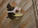 Foto American Pitbull terrier cucciole