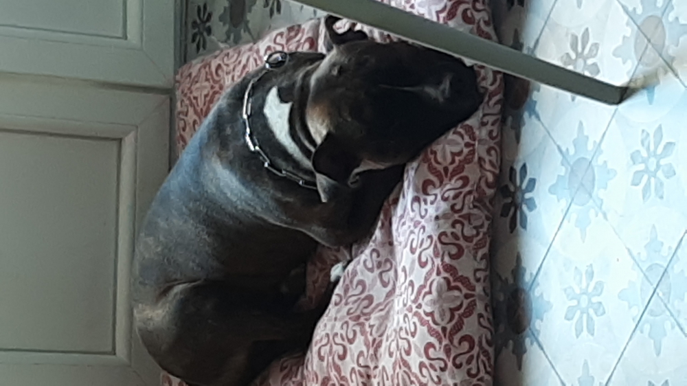 Foto American Staffordshire Terrier (Amstaff)