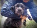 Foto Amigo (taglia mediopiccola, 5 anni): allegro e affettuoso