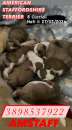 Foto Amstaff con pedigree cuccioli disponibili