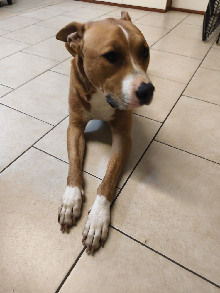 Foto Amstaff Maschio