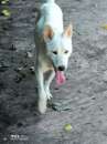 Foto ANDREW mix shiba inu bianco 9 mesi