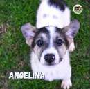 Foto Angelina, cucciolotta (rifugio del pavese)