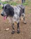 Foto Antonello setter