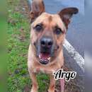 Foto Argo per gli amanti della razza pittbull IN ADOZIONE