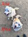 Foto ASIA e AFRICA, adorabili cagnoline in adozione !