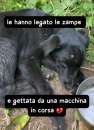 Foto ATHENA 4 MESI TAGLIA MEDIA