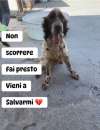 Foto ATTILIO SETTER  va d'accordo con tutti, anche con i gatti, taglia media