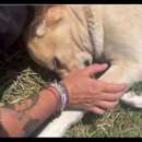 Foto AURELIA COCCOLONA ED AMOREVOLE: CAGNOLONA IN ADOZIONE