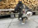 Foto Australian shepherd cuccioli