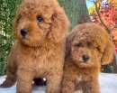 Foto Barboncini & Barboncino cuccioli rossi