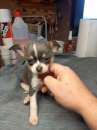 Foto Barboncini  toy cuccioli incrocio chihuahua toy