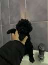 Foto Barboncino toy colore nera italiana