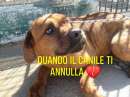 Foto BART 2 ANNI SIMIL CORSO IN CANILE