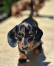 Foto Bassotto tedesco Pedigree Enci