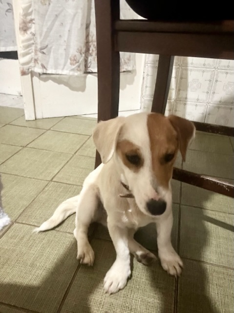 Foto Bassotto tipo jack russell