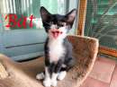 Foto BAT, dolce gattino in adozione!