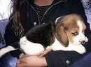 Foto Beagle cuccioliii...-