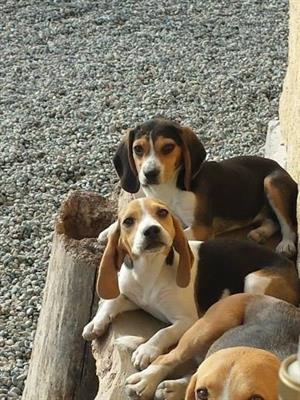 Foto Beagle tricolore cuccioli