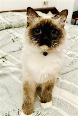 Foto Bellissima cucciola di ragdoll alta genealogia