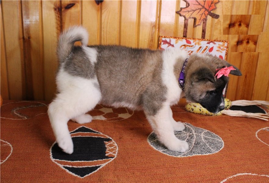 Foto Bellissimi cuccioli di Akita