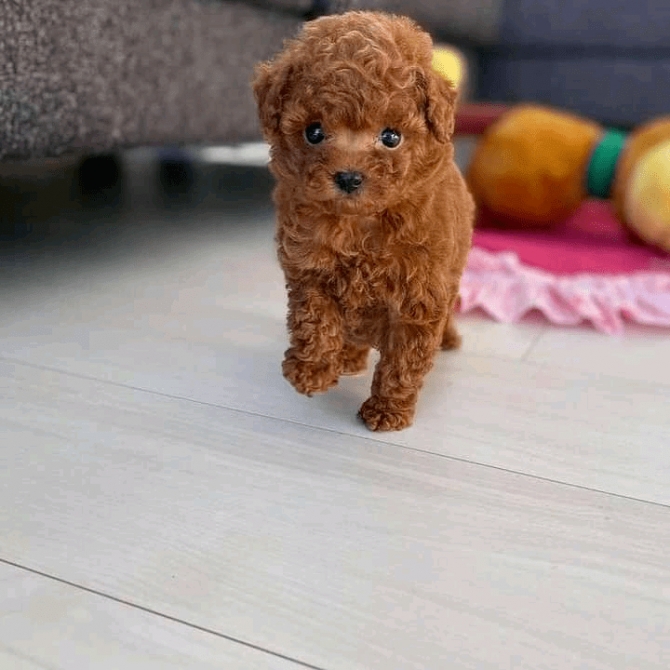 Foto Bellissimi cuccioli di barboncino