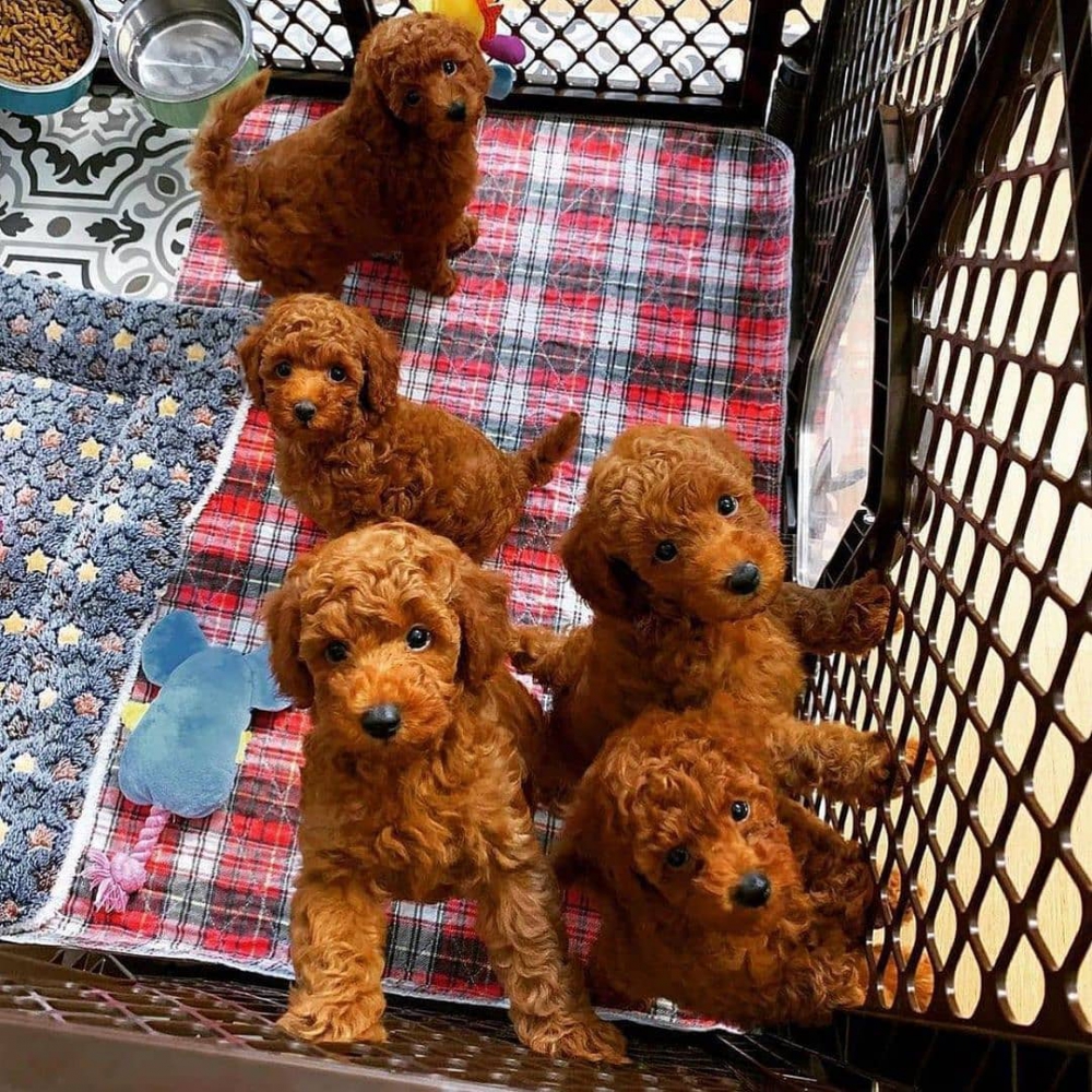 Foto Bellissimi cuccioli di barboncino toy,