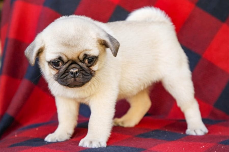 Foto Bellissimi cuccioli di Carlino